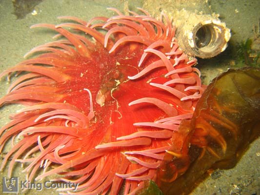 Photo of Sand-Rose Anemone - Urticina columbiana